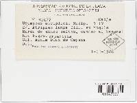 Uromyces atriplicis image