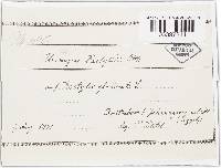 Uromyces dactylidis image