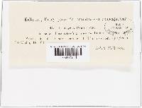 Uromyces dactylidis image