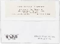 Uromyces dactylidis image