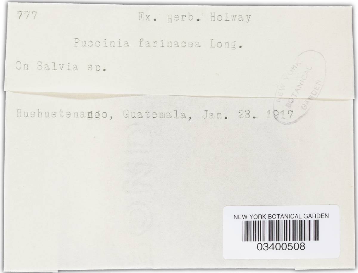 Puccinia farinacea var. farinacea image