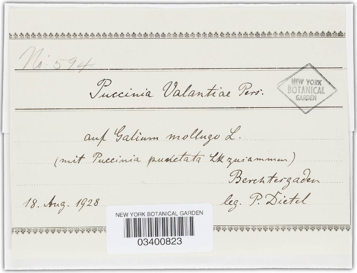 Puccinia galii-verni image