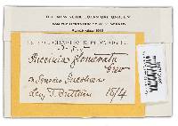 Puccinia glomerata image