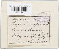 Puccinia glomerata image