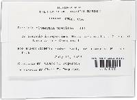 Puccinia glomerata image