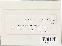 Puccinia hyoseridis-radiatae image