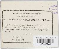 Puccinia hysterium image