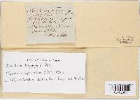 Puccinia hysterium image