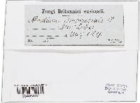 Puccinia hysterium image