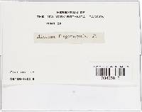 Puccinia hysterium image