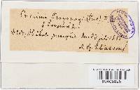 Puccinia hysterium image