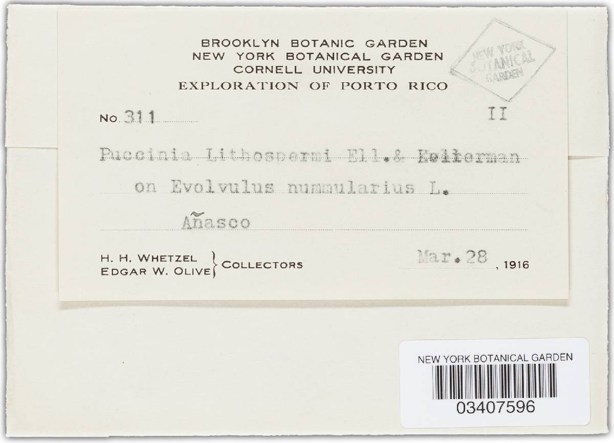 Puccinia lithospermi image