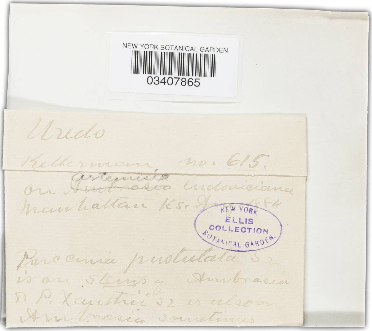 Puccinia ludovicianae image