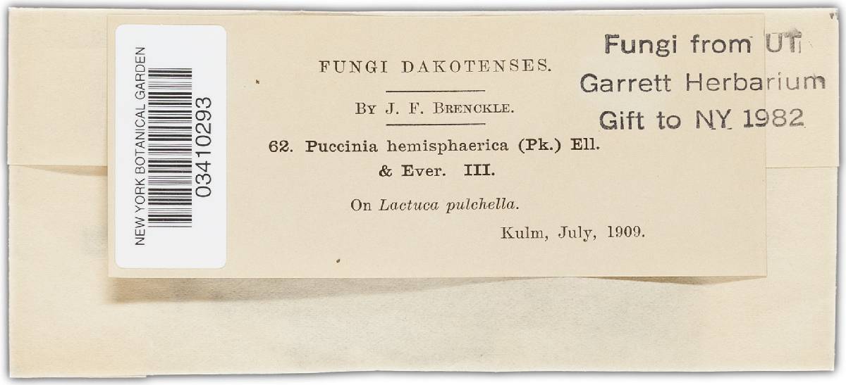 Puccinia minussensis image