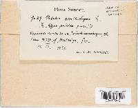 Orbilia xanthostigma image