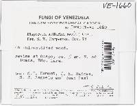 Bisporella sulfurina image