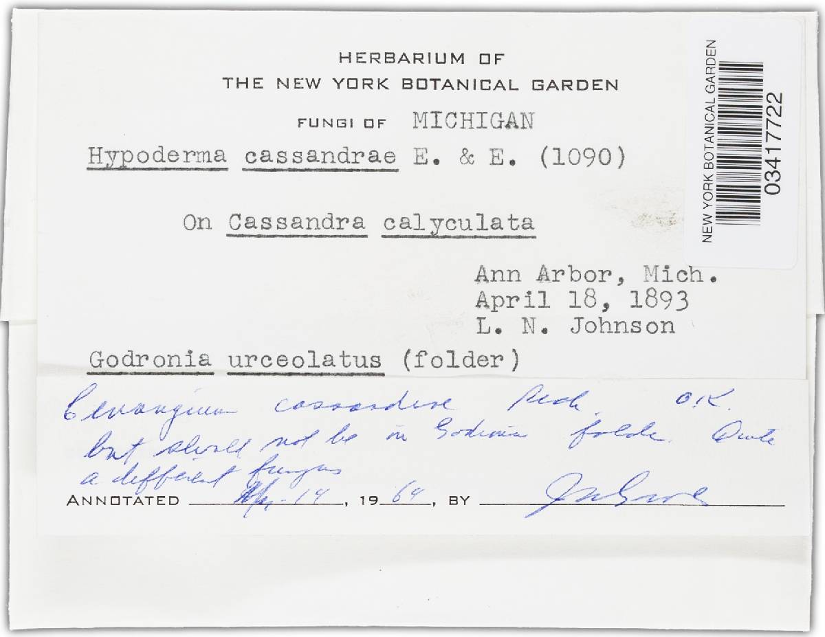 Cenangium cassandrae image