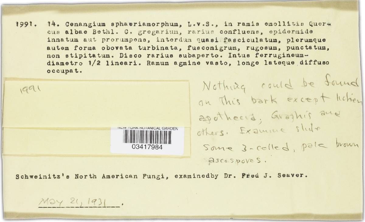 Cenangium sphaeriaemorphum image