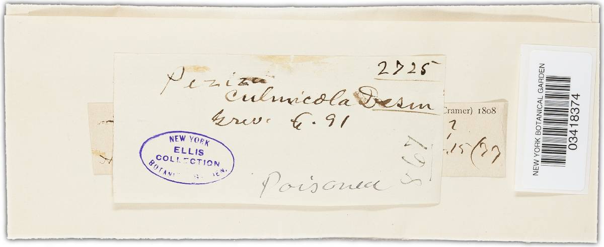 Crocicreas culmicola image