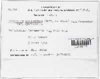 Thumbnail image of current specimen