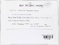 Thumbnail image of current specimen