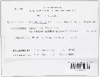 Thumbnail image of current specimen