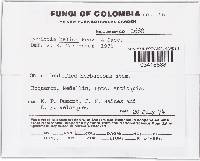 Thumbnail image of current specimen