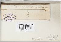 Durella connivens image