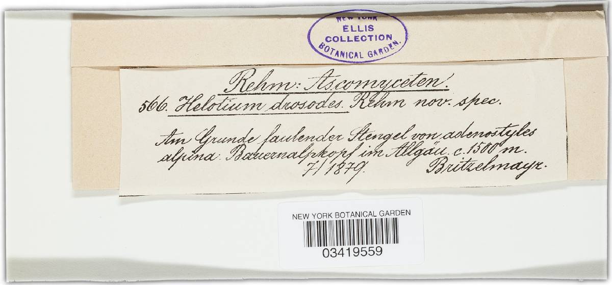 Helotium drosodes image