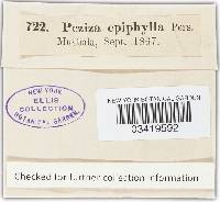 Phaeohelotium epiphyllum var. epiphyllum image