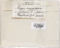 Media resource of Helotium nyssicola