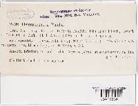 Heterosphaeria patella image