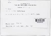 Hymenoscyphus fructigenus image