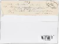 Hymenoscyphus fructigenus image