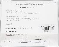 Thumbnail image of current specimen