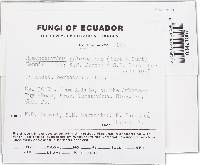 Thumbnail image of current specimen