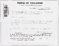 Thumbnail image of current specimen