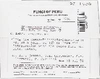 Thumbnail image of current specimen