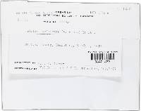 Thumbnail image of current specimen