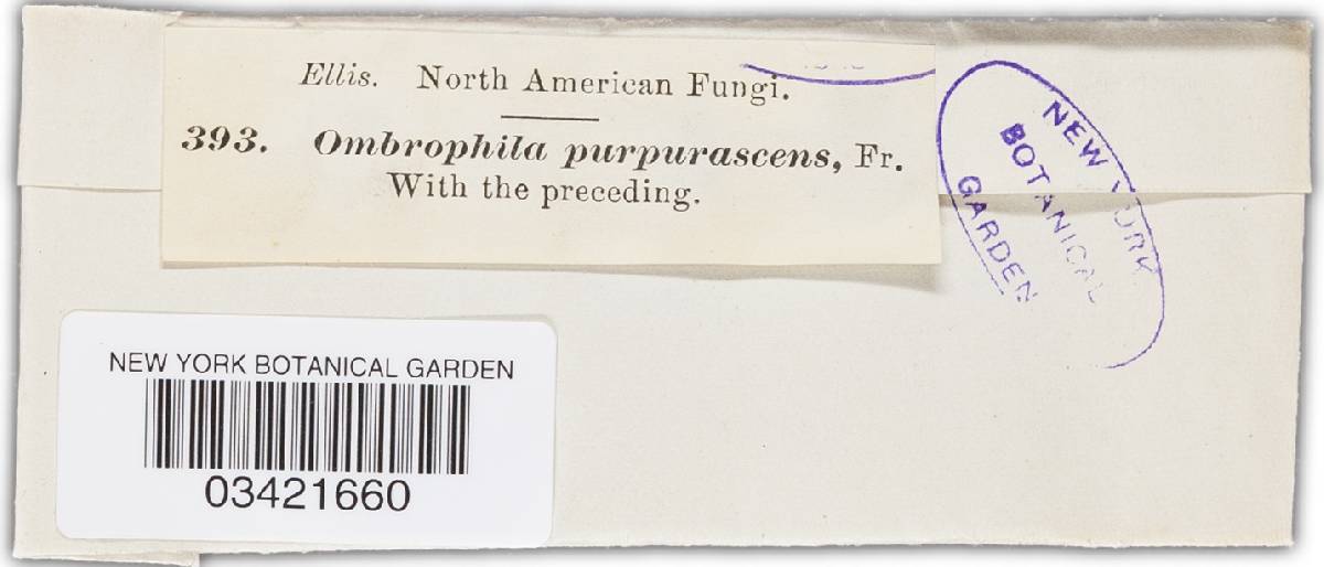 Ombrophila purpurea image