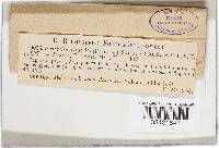 Thumbnail image of current specimen