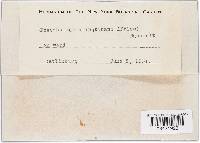 Bulgaria inquinans image