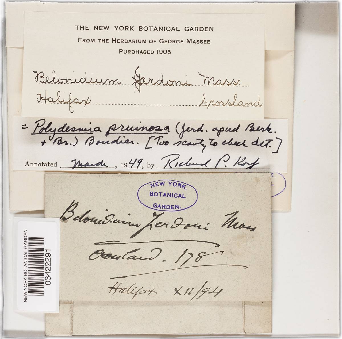 Polydesmia pruinosa image