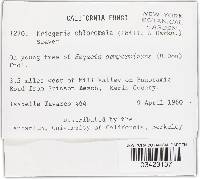 Chloroscypha chloromela image