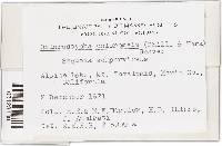 Chloroscypha chloromela image