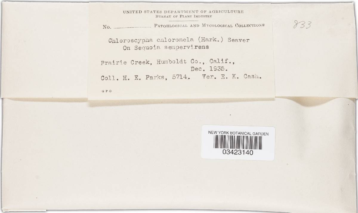 Chloroscypha chloromela image