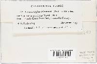 Chloroscypha chloromela image