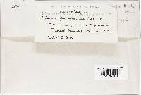 Chloroscypha chloromela image