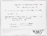 Chlorociboria aeruginascens image