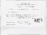 Chlorociboria aeruginascens image